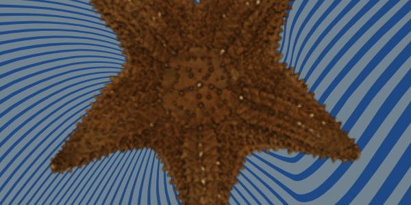 Starfish 3D scan